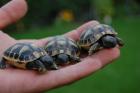 Griechische Landschildkröten abzugeben