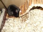 Goldhamster
