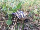 Griechische Landschildkröten
